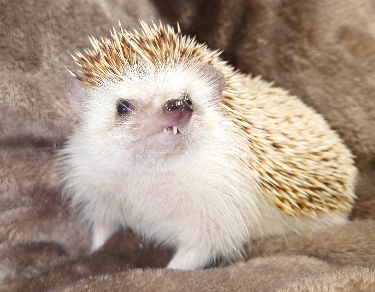 TAKEYAN_Photo's tweet photo. 今日も元気だよー🦔 https://t.co/kcgojQ2mb3