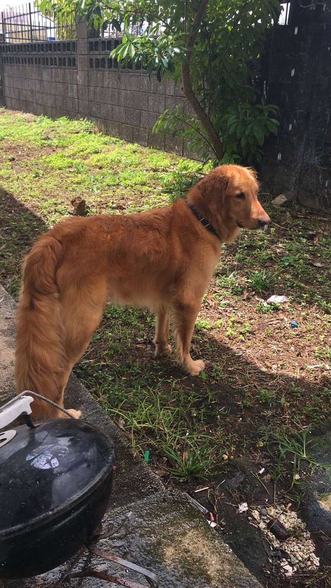 Zelliaind's tweet photo. Max-Attack/Maxi-Pad/Maxi/Maximus/Max https://t.co/OxemZanfPs