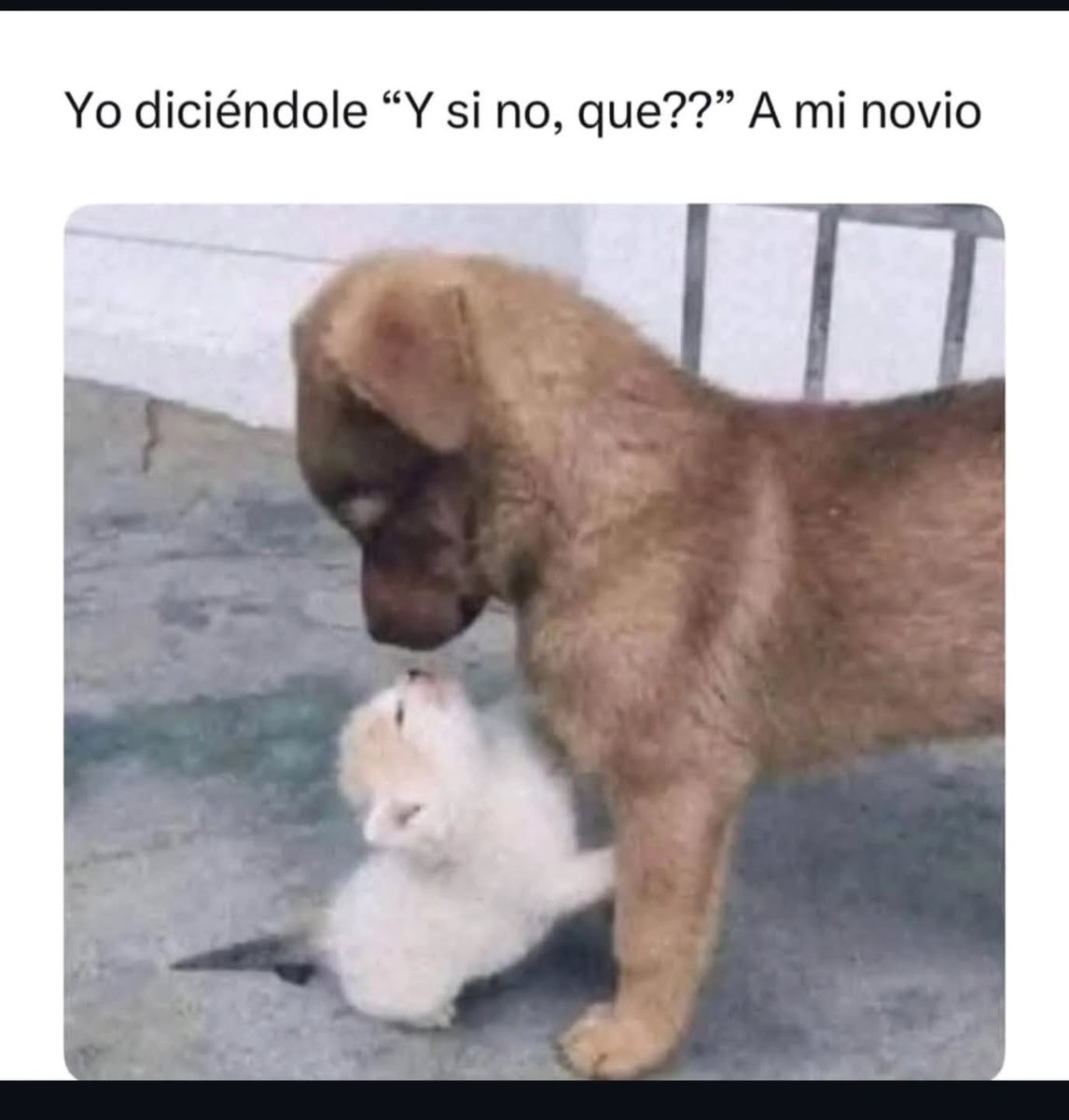 MundoDeBigotes's tweet photo. https://t.co/qrNROZ999g