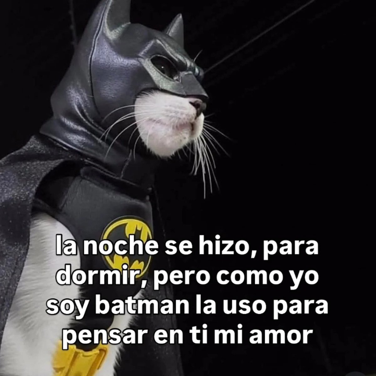 MundoDeBigotes's tweet photo. https://t.co/biydKpGV0o