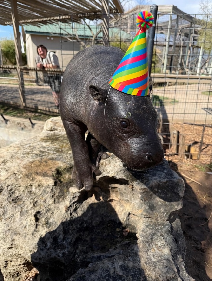 MarsTheHippo's tweet photo. Tomorrow is the big day! A massive celebration for our favorite hippo is happening at his home zoo. There will be a special cake for Mars, a birthday demo, and much more at the park 🦛🎉🌿

Can’t join Mars in person? You can tune in the TikTok live or Facebook on @TanganyikaPark socials at 2:30 est, to see the birthday hippo party from home 🦛🥳

Along with a X live space tomorrow for the hippos of web3 at 7pm est on the @marsthehippo official page