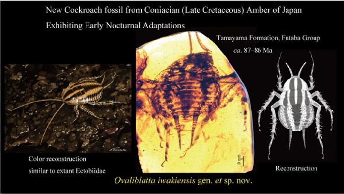 Paleont_Res's tweet photo. PR PUB. INF.
Early evolution of nocturnal behavior in cockroaches documented by a new Coniacian (Late Cretaceous) amber fossil from Japan
Hiroaki Aiba, Nozomu Oyama
https://t.co/PmBh3SgjaF https://t.co/CD5yCxOiud