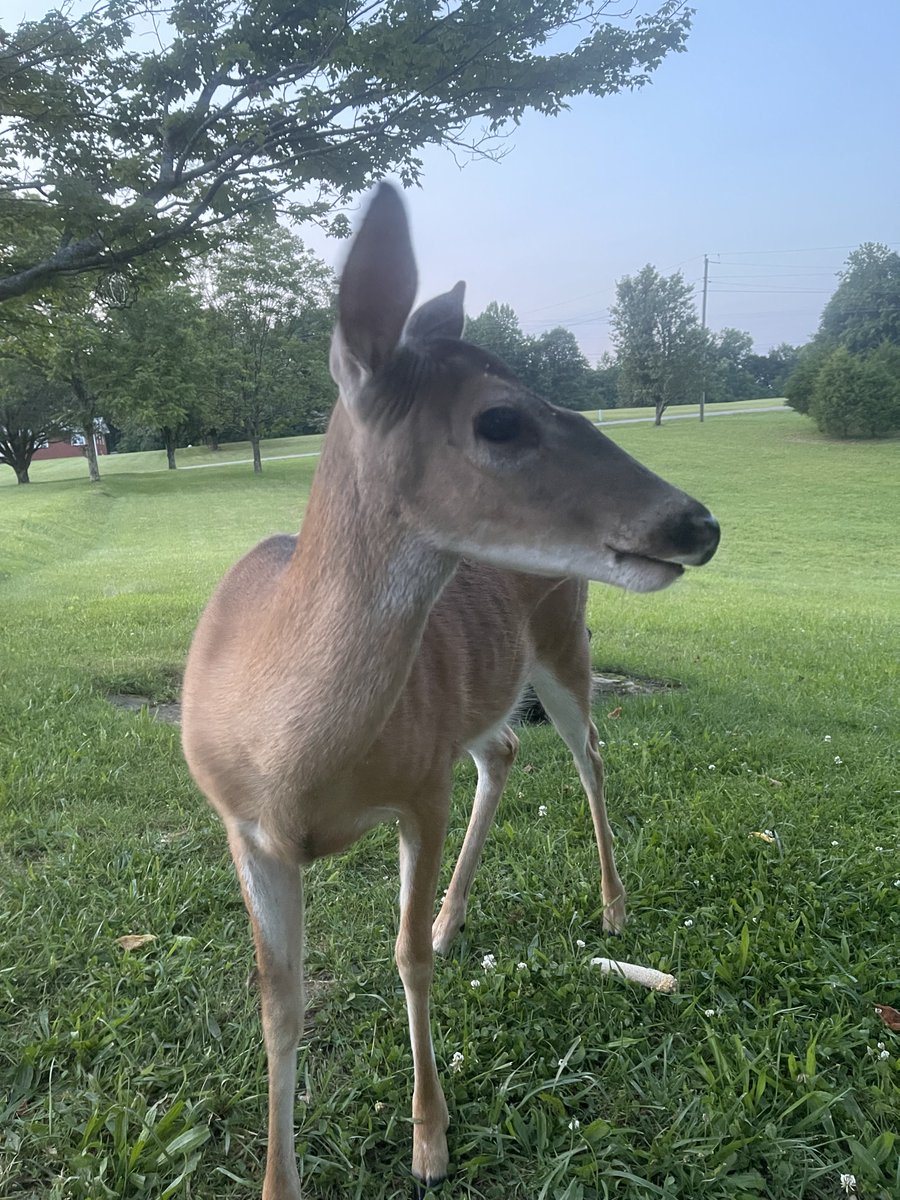 BobHowellUSA's tweet photo. A bit later than normal, but Remi came by for a late day snack… Animal Crackers, Peanut Dust, Corn, &amp; fresh clean water. Happy healthy mommy to be! #DeerDad https://t.co/phzj1eMbIA