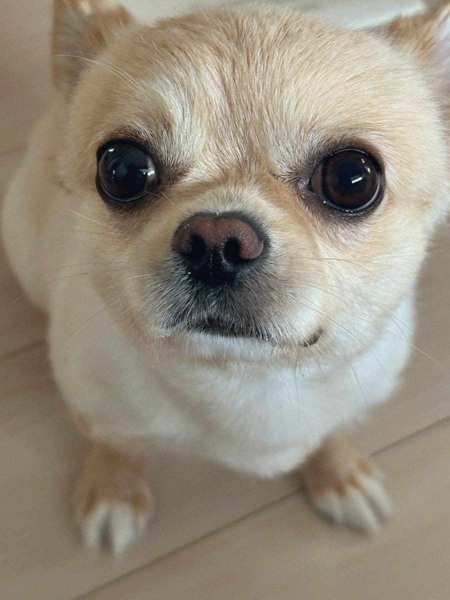 チワワ