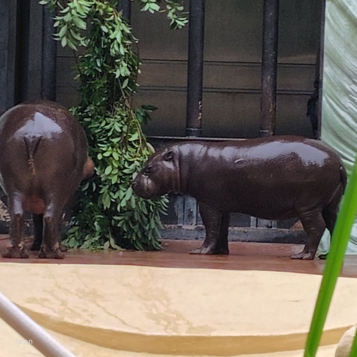 anon_nyantomo's tweet photo. コブシくん、おはよう。
#コビトカバ 
#上野動物園 https://t.co/k7OpCwfCGA