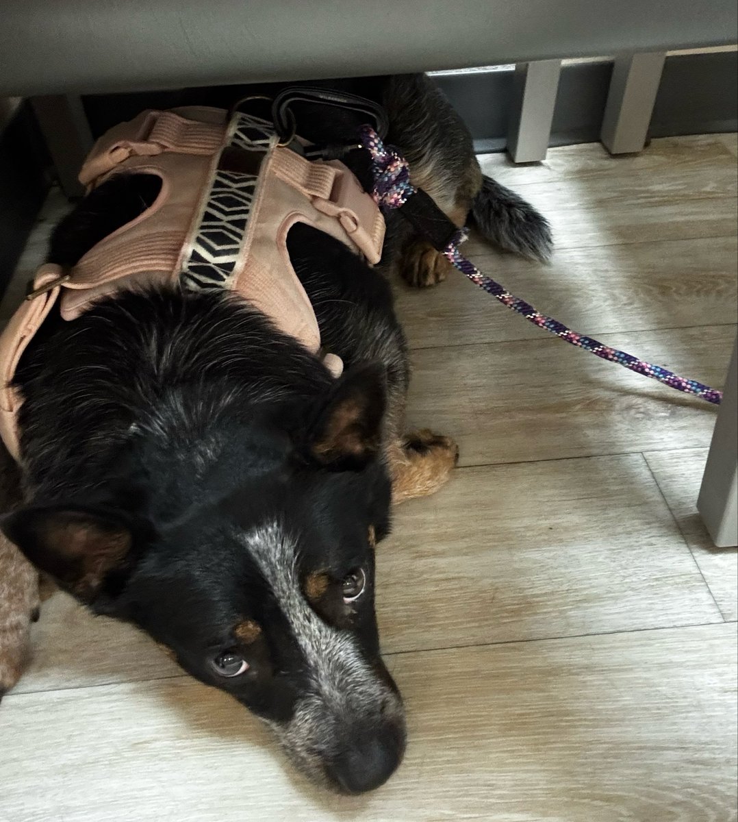 ellietodbee's tweet photo. Spent $1500 last night and she’s back at the vet today. Thankful for pet insurance because she’s sick a lot. https://t.co/dI1fNJdcdv