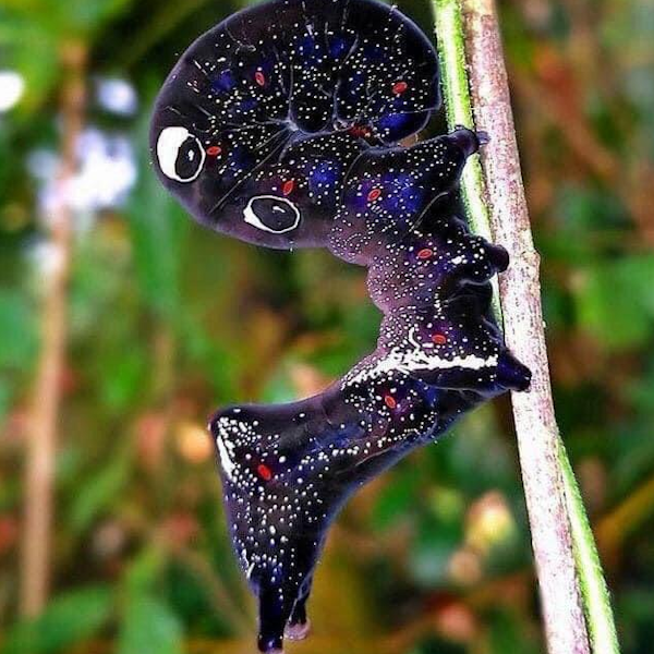 AMAZlNGNATURE's tweet photo. Few caterpillars look as unusual as the Galaxy caterpillar

Its glittering blue and purple markings make it look like it's covered in stars https://t.co/ywtEEXYTwa