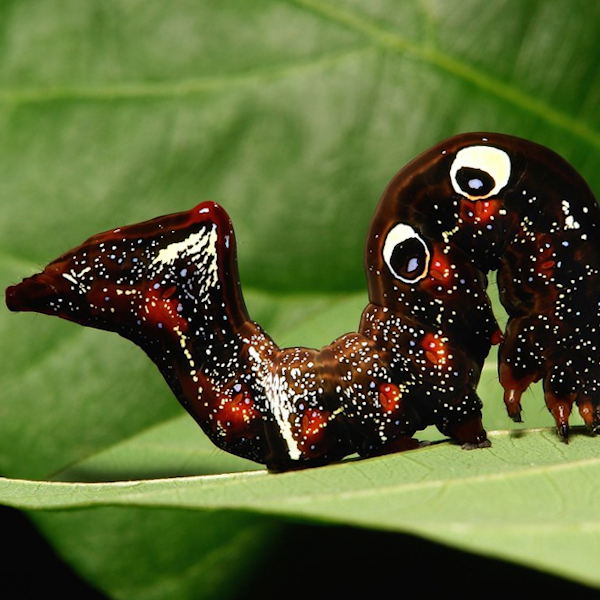 AMAZlNGNATURE's tweet photo. Few caterpillars look as unusual as the Galaxy caterpillar

Its glittering blue and purple markings make it look like it's covered in stars https://t.co/ywtEEXYTwa