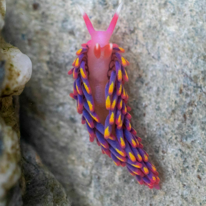 AMAZlNGNATURE's tweet photo. Few ocean creatures are as colorful as the rainbow sea slug
Its vibrant colors aren't just for show, they warn predators that it may be toxic or unpleasant to eat https://t.co/v4gEEJGYN5