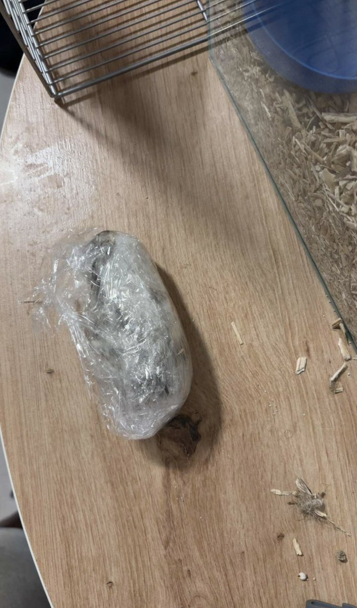 rxyanvener's tweet photo. les gars ma voisine elle m’a dit de gardé son hamster pendant les vacances même pas 24h il est mort https://t.co/jrNp9B2CRs