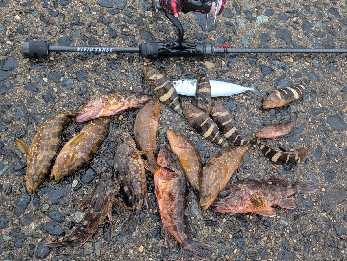 ikatamu's tweet photo. リグデザインの新作プロトワーム🆕
リブリーでライトソルトゲーム🎣
アコウ、ガシラ、アオハタと根魚祭り🙌
サンキーの限定カラーブルピンでアコウ、サバ😂
VIVIDSENSEで楽しんできました😁

#リグデザイン #LIGdesign #PR 
#リブリー #サンキー #3KEY
#ADDiCTiON #VIVIDSENSE 
#ロックフィッシュ https://t.co/vUkyioJB4K