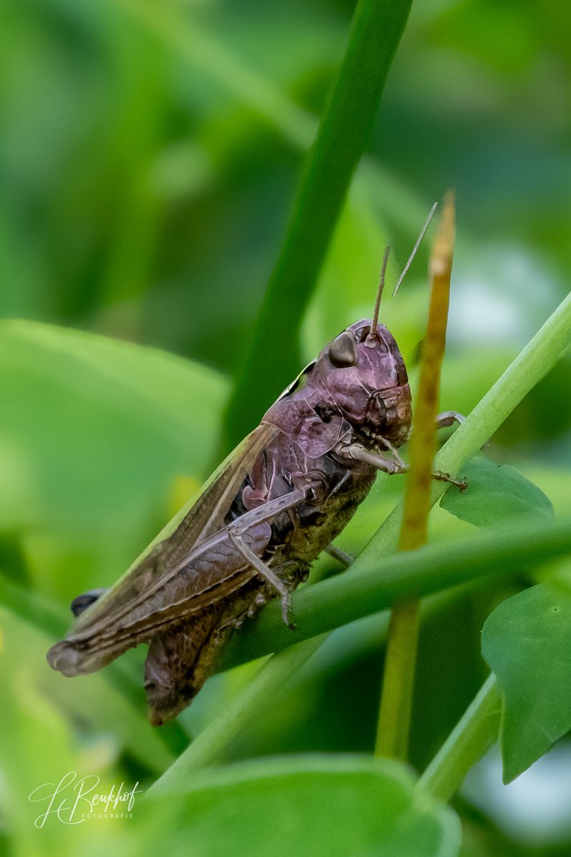 beukhorst's tweet photo. Vanavond toch nog even naar het kleine grut geweest. Was gelukkig in de schaduw en een stond een lekker briesje..
#spitskopje
#wekkertje
#greppelsprinkhaan https://t.co/oya3x8SzeB