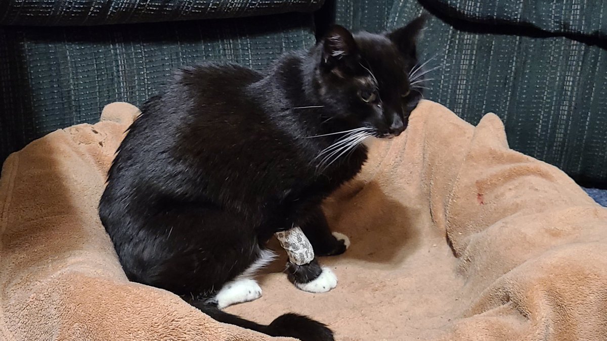 AmbiguouslyAnon's tweet photo. I didn't expect this to get so much attention omg?? Thank you all so much for all the likes and stuff! If you have even a little to spare, please consider donating to my family's gofundme, we're trying to raise enough to treat my cat's cancerous tumor: https://t.co/2IBdG7D4ah https://t.co/qb83iOenY5