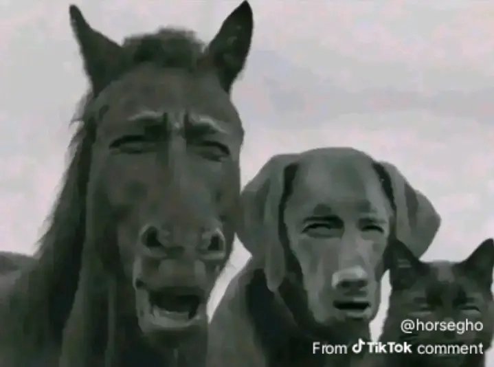 EphantoKY's tweet photo. @abuyamasta @_Sakko Wah 🤣🤣🤣 https://t.co/xSruE279KZ