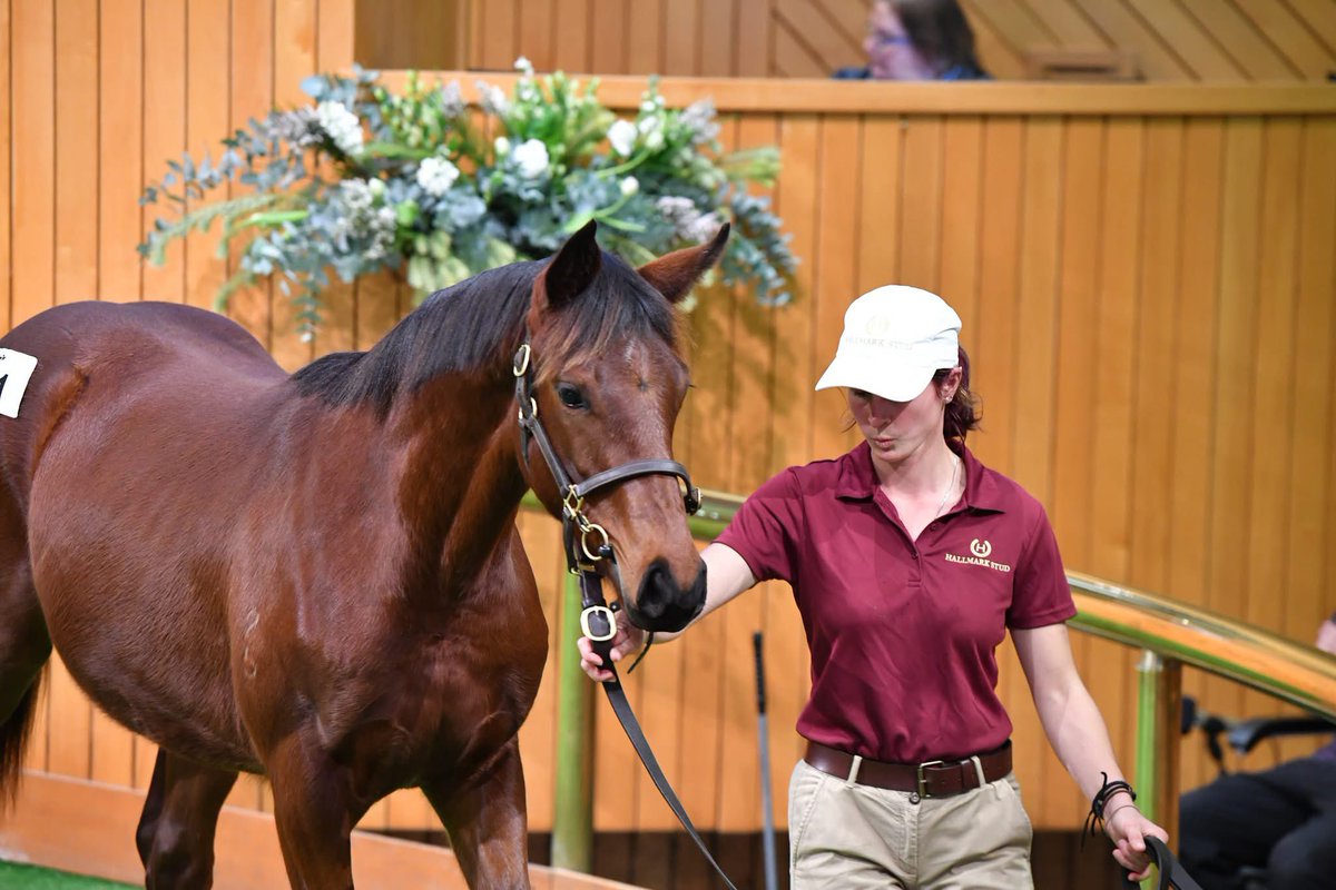hallmarkstud's tweet photo. Huge thanks to everybody for their support at the @karakachat National Weanling Sale!
From our amazing staff, loyal clients &amp; underbidders. To our buyers, good luck with your new purchases. Excited to see what’s to come for them
See you in January!
📷 NZB - Wrote x Camarosa colt https://t.co/CGdJXBfKDh