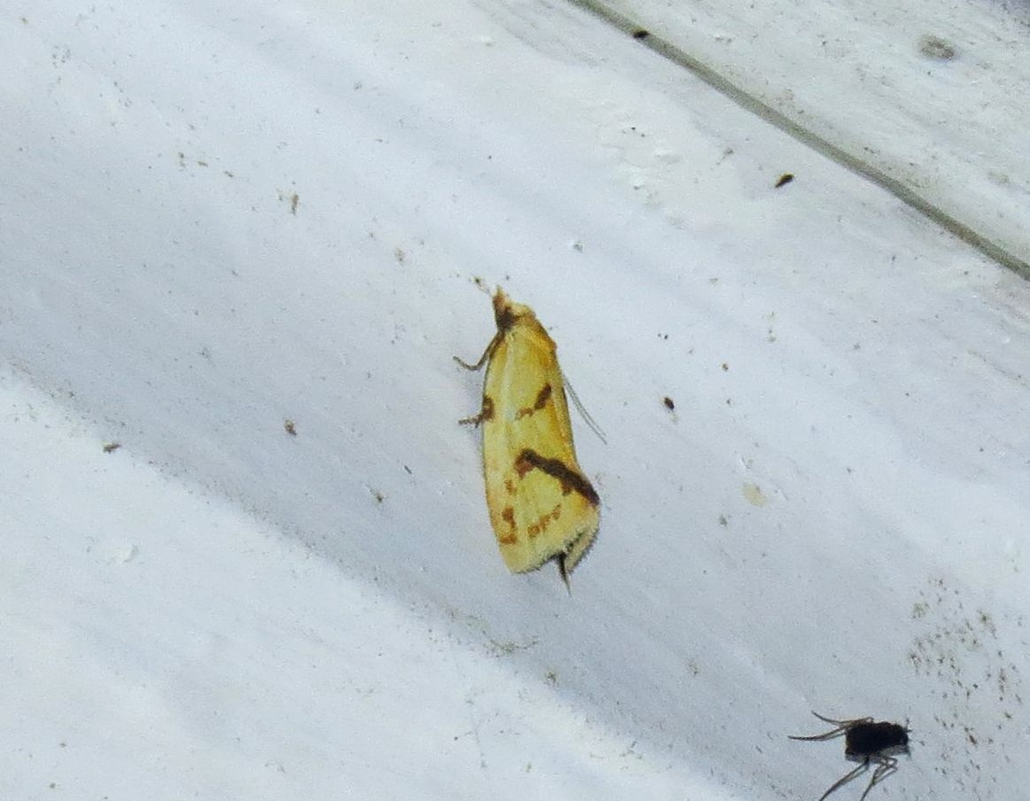 angegarrod's tweet photo. Crescent plume. New record.
Meal moth. NFY.
Agapeta hamana
Green silver-lines
#mothsmatter #teammoth #leps #springwatch #wildlife #insects https://t.co/1AzA8FoOYM