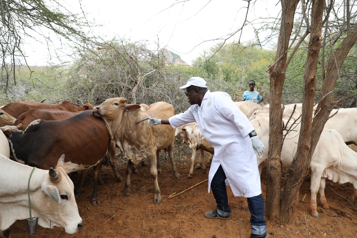 IGAD_CPALD's tweet photo. 📍Kenya |🗓️25 June 2026

Event: Launch of the synchronized cross-border #vaccinationprogram against priority #TADs in Dugo Location, Bute Division of Wajir North Sub-County, Wajir County, Kenya.

This kicks off the extended exercise which targets to vaccinate a total of 2.7 million livestock by the end of the vaccination cycle. So far 700,000 livestock have been vaccinated.

🎯For the first time Foot & Mouth Disease #FMD vaccination has been done in Wajir County with over 34,500 cattle vaccinated so far.

**activity funded by EU under Pastoralism and Livestock Adaptation to Climate Change in Eastern Africa (PLACE) project