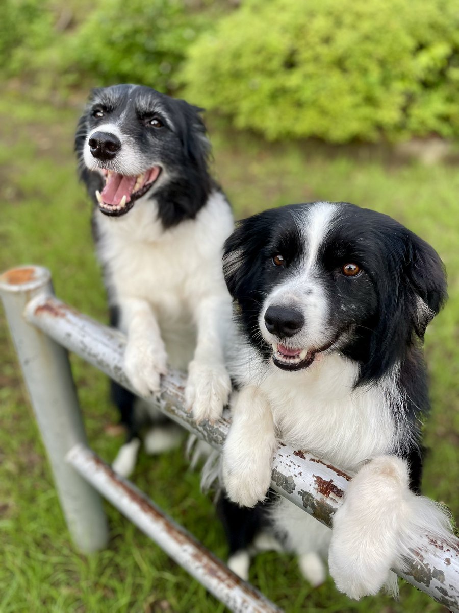 ink0Sammy's tweet photo. 朝んぽ

#ボーダーコリー  #bordercollie
#保護犬 #元保護犬 #里親になりまして #犬のいる暮らし  #多頭飼育

台風も気になるぅ～
サッカーも気になるぅ～
さて、収穫収穫🥭🥭 https://t.co/jffcrkDKjQ
