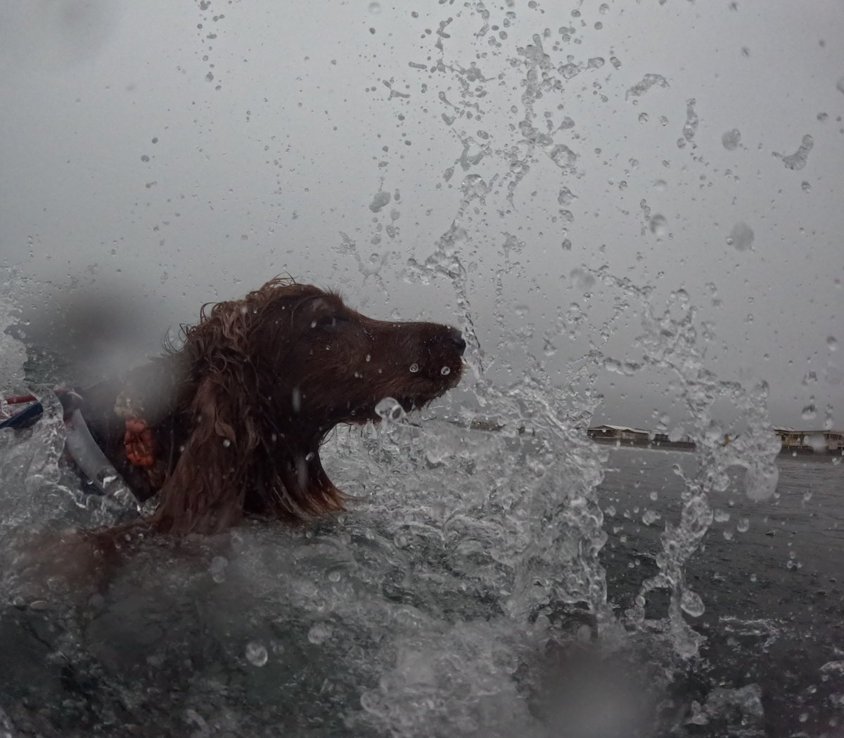 Surfing_Dog's tweet photo. 2026.6.26
ハッピー海遊び♪
#goprodog #hero13black
#goprojp
#goproのある生活
#wavestorm #stormblade
#bambina #アイリッシュセター #irishsetter 
#サーフドッグ #サーフィン犬
#サーファー犬 #ドッグサーフィン
#波乗り犬 https://t.co/m1RaJay3dD