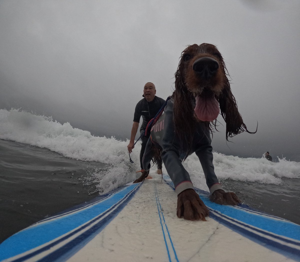 Surfing_Dog's tweet photo. 2026.6.26
ハッピータンデムサーフィン♪
#goprodog #hero13black
#goprojp 
#goproのある生活
#wavestorm #stormblade
#bambina #アイリッシュセター #irishsetter 
#サーフドッグ #サーフィン犬
#サーファー犬 #ドッグサーフィン
#波乗り犬 https://t.co/ZqvCN989Ba