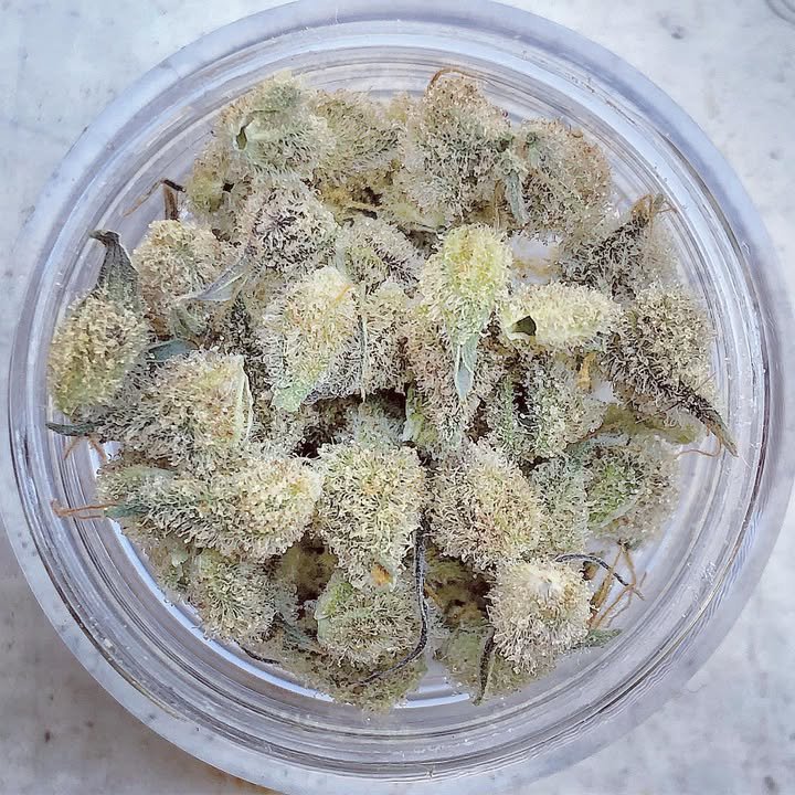 SKTreasureSeeds's tweet photo. Perks of growing your own #mimosa #calyx https://t.co/6WW2dqXUob