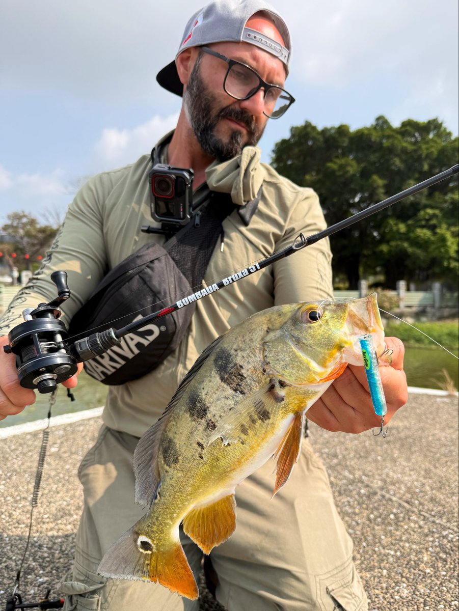 The_Wild_Beater's tweet photo. In this day not a single Toman showed up.. But a little PeacockBass decide to pay me a visit instead! 

#BOMBADA #Bruxa51
#WILDLURES #KeyBow https://t.co/kB3liBNtYK