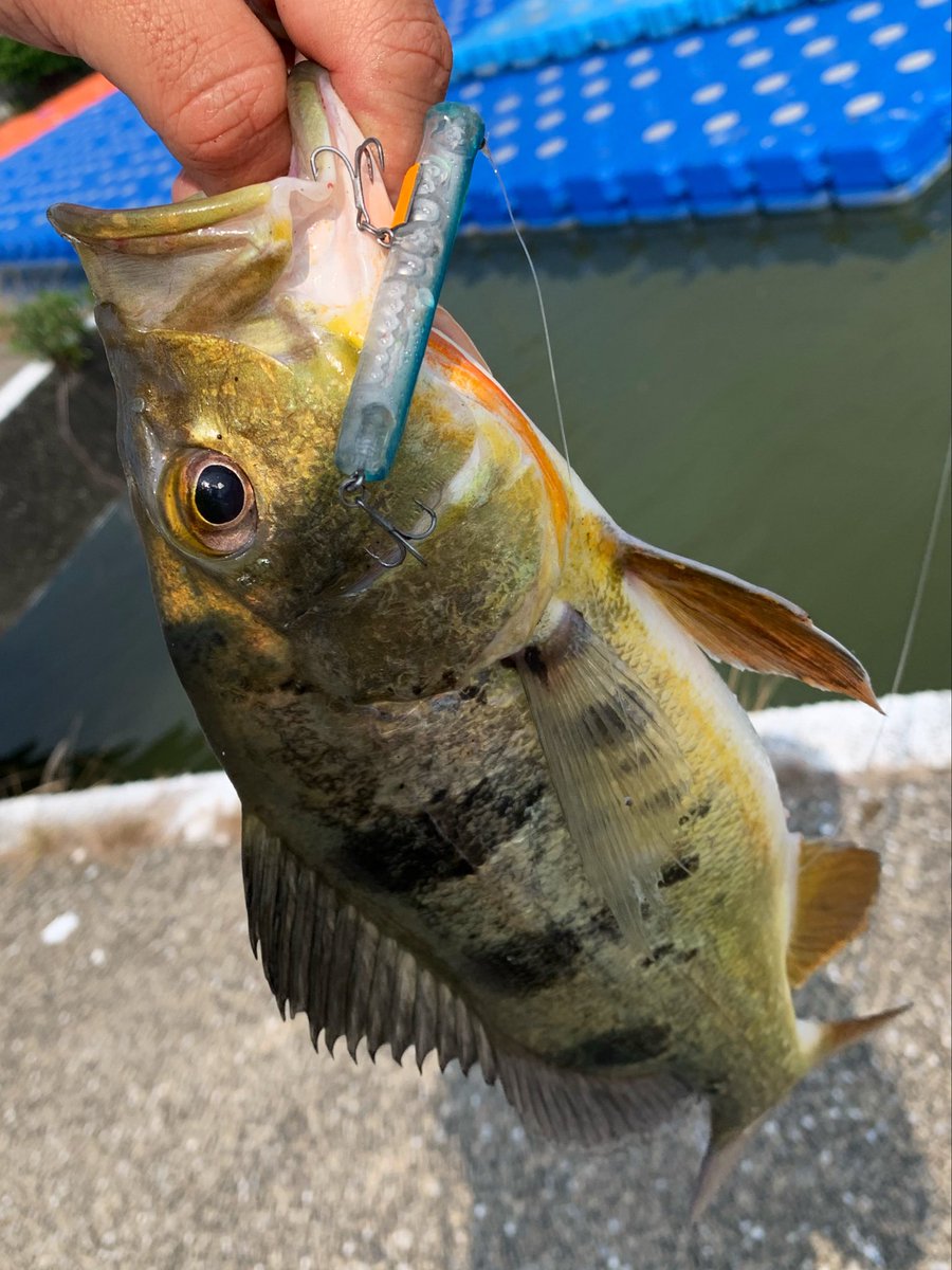 The_Wild_Beater's tweet photo. In this day not a single Toman showed up.. But a little PeacockBass decide to pay me a visit instead! 

#BOMBADA #Bruxa51
#WILDLURES #KeyBow https://t.co/kB3liBNtYK