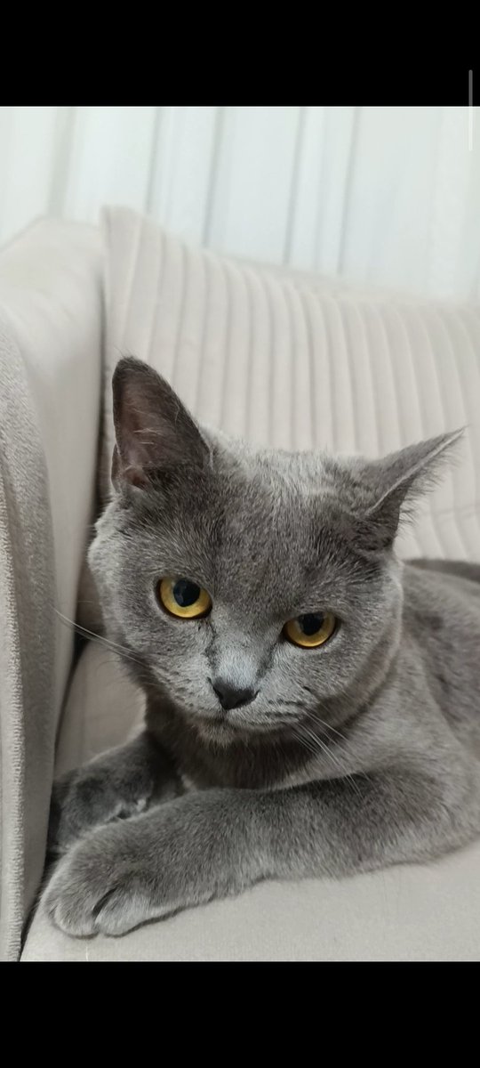 jusmileeee's tweet photo. Dumanın hasretini biraz Lunayla giderdim 

(Bu arada Lunaya yeni sahip arıyoruz, bu güzelliği almak isteyen var mı?) https://t.co/P2LOfEm6Lo