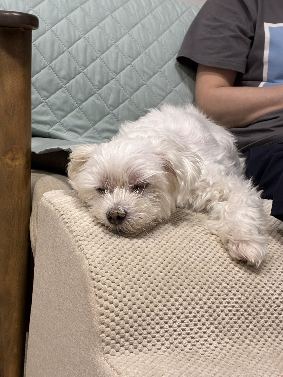 ママ トイレに入っちゃった 🐶💦 ママの横でスヤスヤ 💤 #マルチーズ