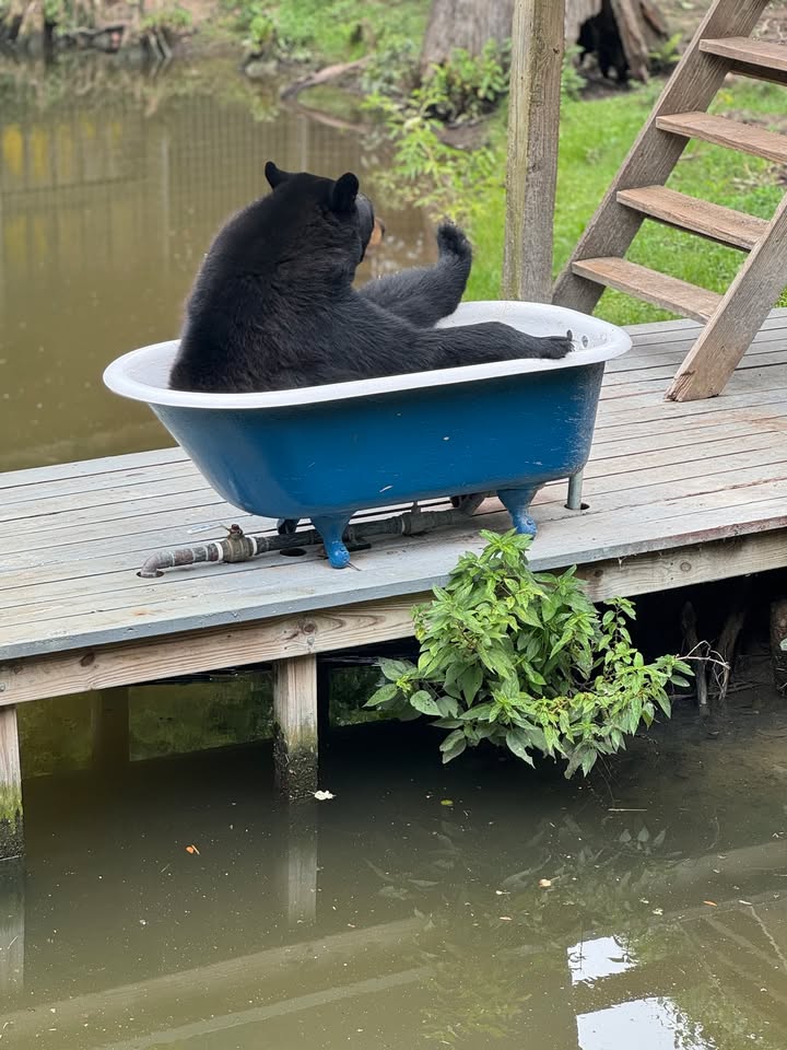 AudubonNature's tweet photo. Taking notes from Spider… this looks like the perfect way to cool off! 🐻 🛁 https://t.co/si0A7JLWe4