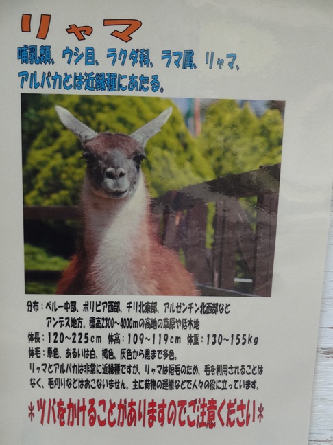 rock_54s's tweet photo. リトルワールド　ボリビアの巻（２）

リャマ
同期隊員の任地でリャマ祭があって、数えきれないくらいのリャマを見たことが懐かしい 
4枚目の案内にあるとおり、威嚇する時にツバを吹きかける行為をするのは本当
ちなみにリャマ肉は噛み切れないほどに硬い

#リトルワールド https://t.co/z0Fn6NDUvK
