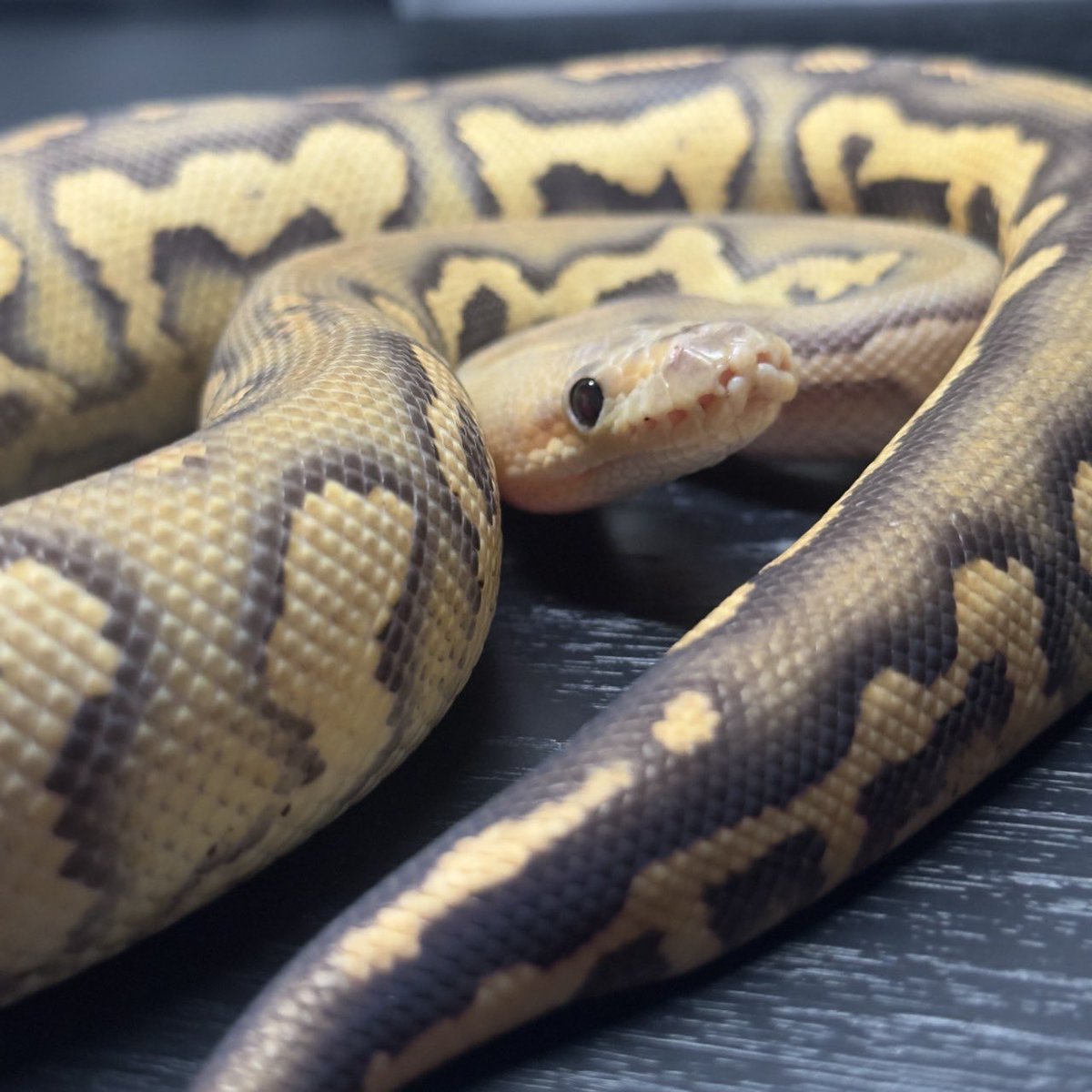 Dnasty0014Y3l's tweet photo. #SideBcollection
#YellowBenjamin
#BallPython
#ボールパイソン
#YB
1.0 BP Chocolate Fire YB Clown het DG https://t.co/vzDqC1DZnN