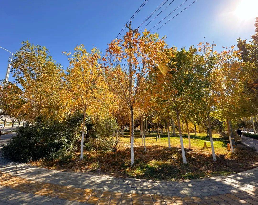 Hadizat16's tweet photo. The first crisp autumn breeze has arrived—time for cozy sweaters, warm lattes, and leaf-peeping road trips!  #AutumnVibes https://t.co/eWbfvHiAJz