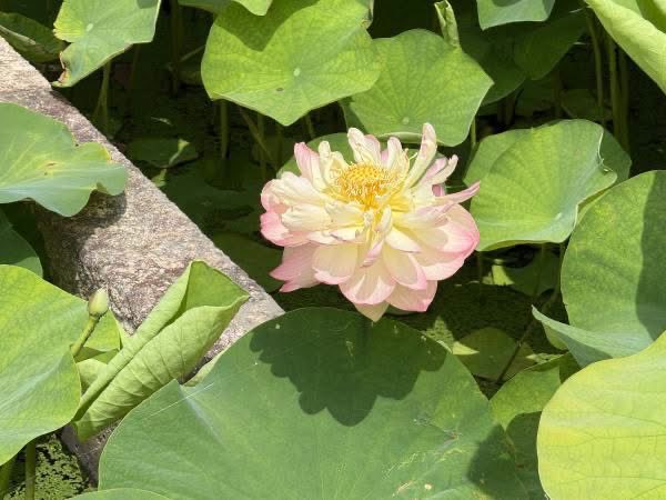 O148And's tweet photo. 【花蓮がまもなく見頃を迎えます！】

https://t.co/8vCTJRDrrb

#茨城県
#土浦市
#花蓮園
#見頃
#霞ヶ浦総合公園
#土浦市長
#安藤真理子 https://t.co/2XVTlCHGCV