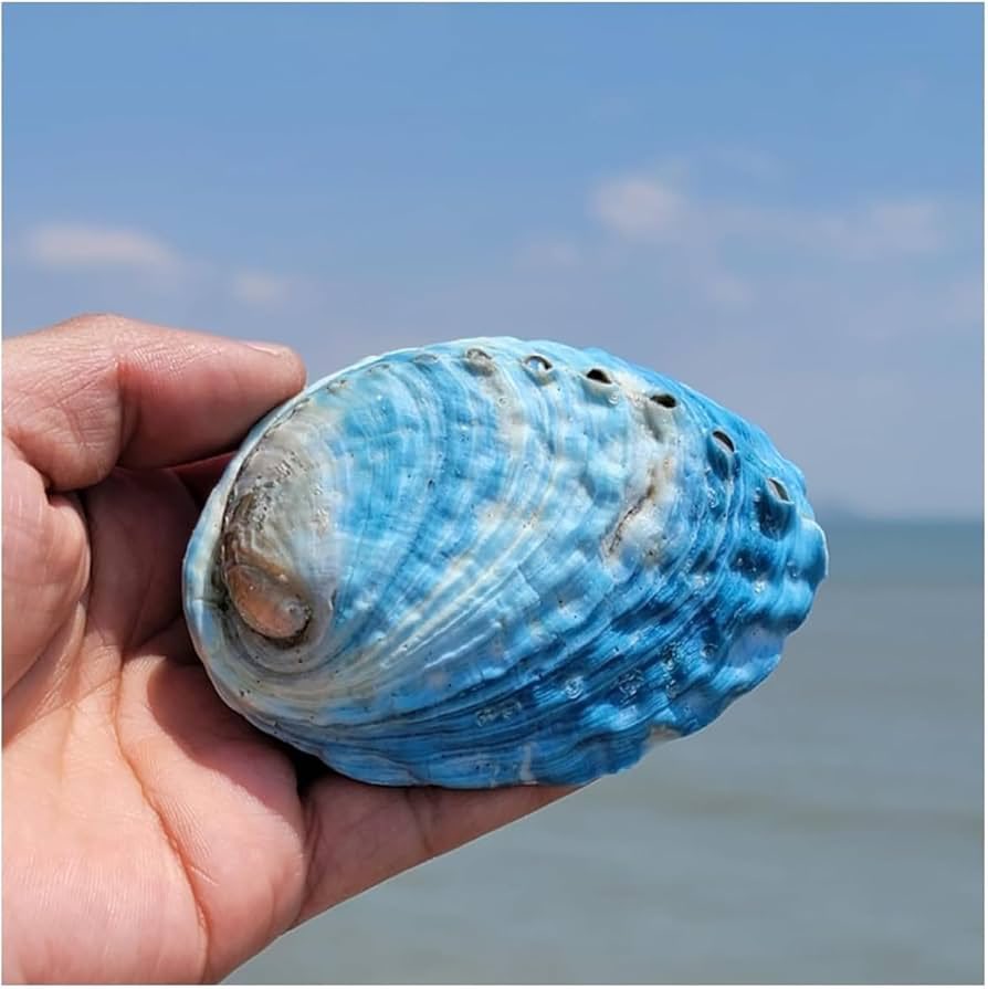 LionFlameAegis's tweet photo. It to Hood, 

"A shell that captures beauty like few other~." https://t.co/QO6Zfq6UjR