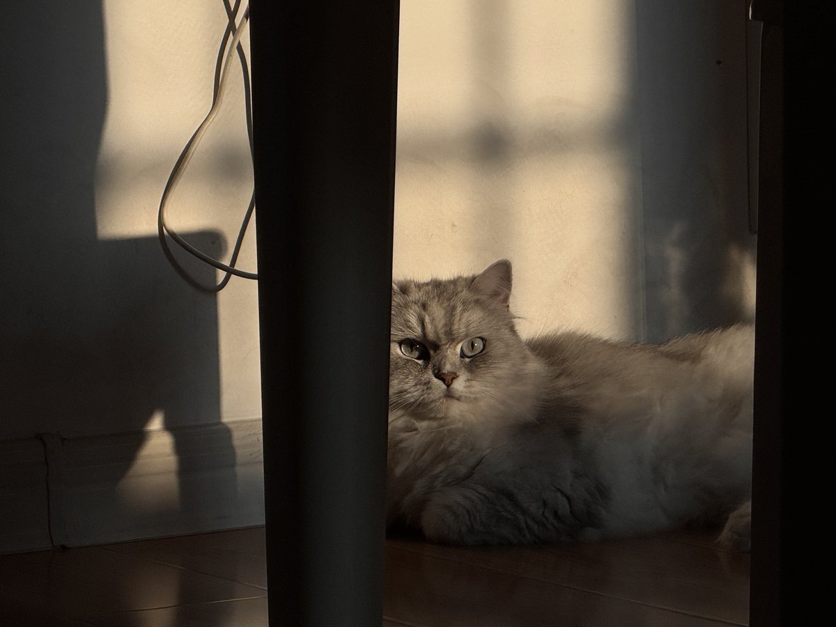 Gu_YiQ's tweet photo. 早上好呀
😺😺😺 https://t.co/oe6smXxFgt