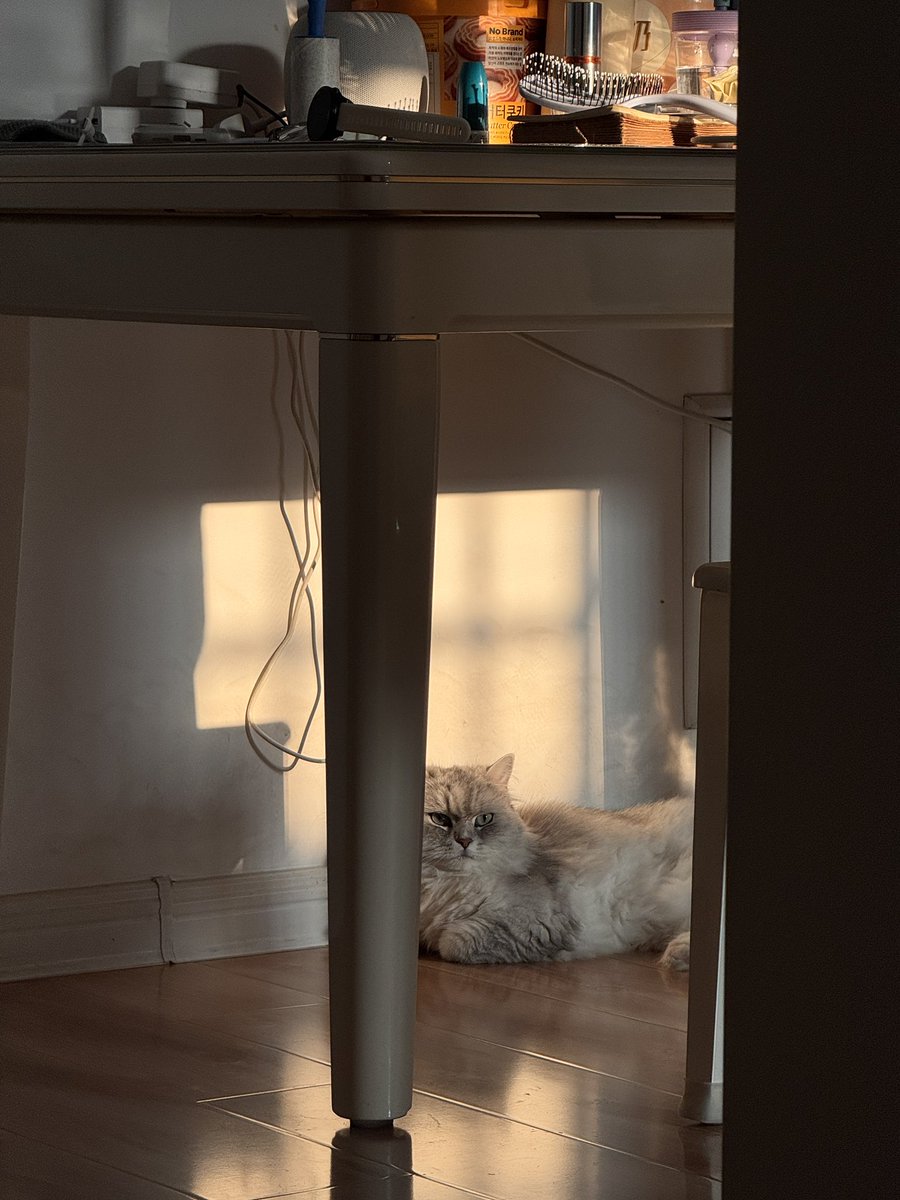 Gu_YiQ's tweet photo. 早上好呀
😺😺😺 https://t.co/oe6smXxFgt