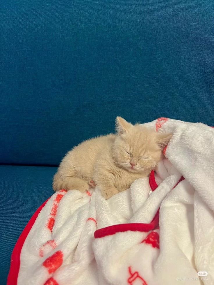 nekocatts's tweet photo. Good night 😴 https://t.co/j4YGgVepFl