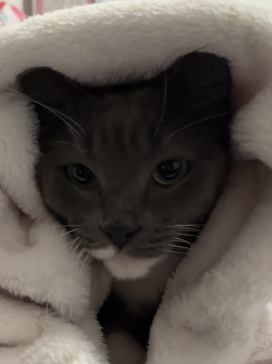 fairyeila's tweet photo. this is the cat my parents got me in exchange for not attempting. it didnt work but at least shes cute https://t.co/Iof7KyvQHz