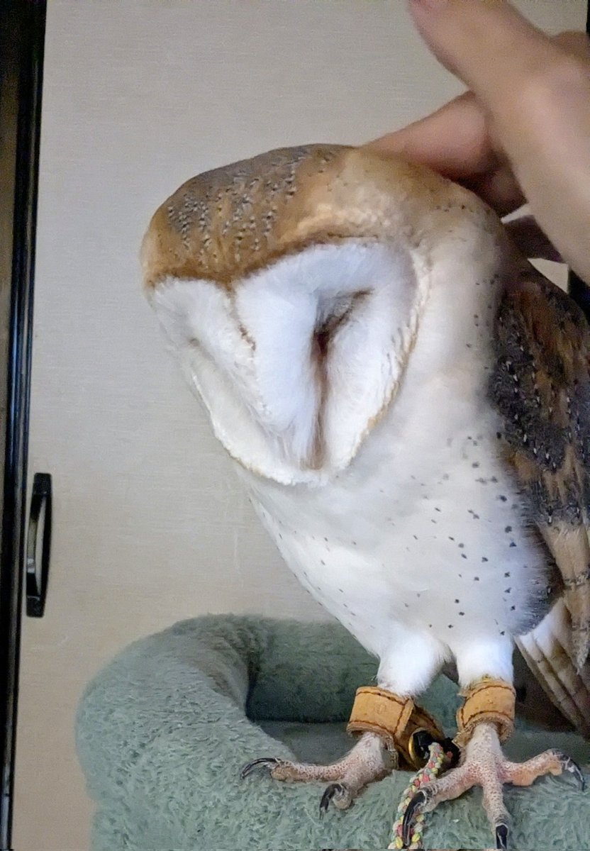imaima24's tweet photo. おはようございます🦉☔
(782)
#メンフクロウ #barnowl #owllover https://t.co/cB7d1I59Ew