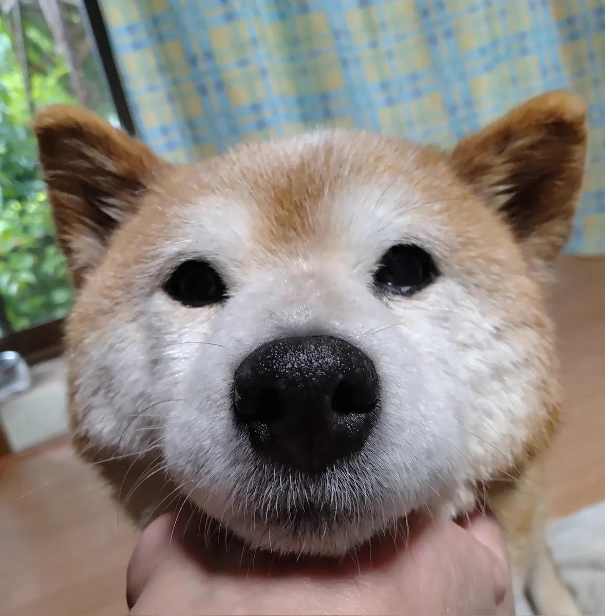柴犬さん 柴犬チビタさん on X: 