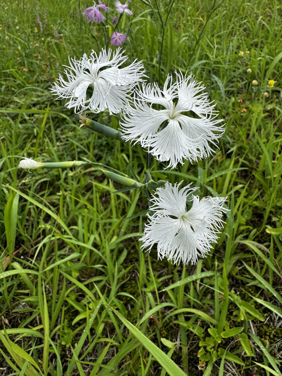 rokko_shizen's tweet photo. 灘浜サイエンススエアに移植している神戸市産のカワラナデシコに白花が出てきた。
カワラナデシコの白花は非常に稀だ。
#カワラナデシコ　#シロバナカワラナデシコ https://t.co/xKvjuTU3rY