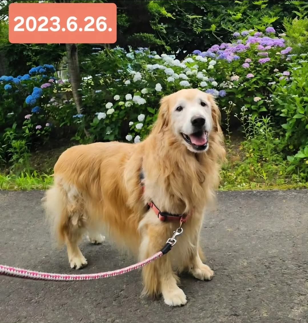 hanavitz's tweet photo. 福島県郡山市　26℃の予報です
湿度⤴️⤴️

我が家のWi-Fiが　昨日から不安定で🌀

今日は　華U^ェ^Uの実家のラリーパパさんの命日
今ごろ　華U^ェ^Uの両親、兄弟姉妹と一緒かなぁ

#ゴールデンレトリバー
#華U^ェ^U　13歳🌈
#想い出
#がんサバイバー 
#乳がん粘液癌+浸潤性乳管癌 https://t.co/PCBvCguLQK