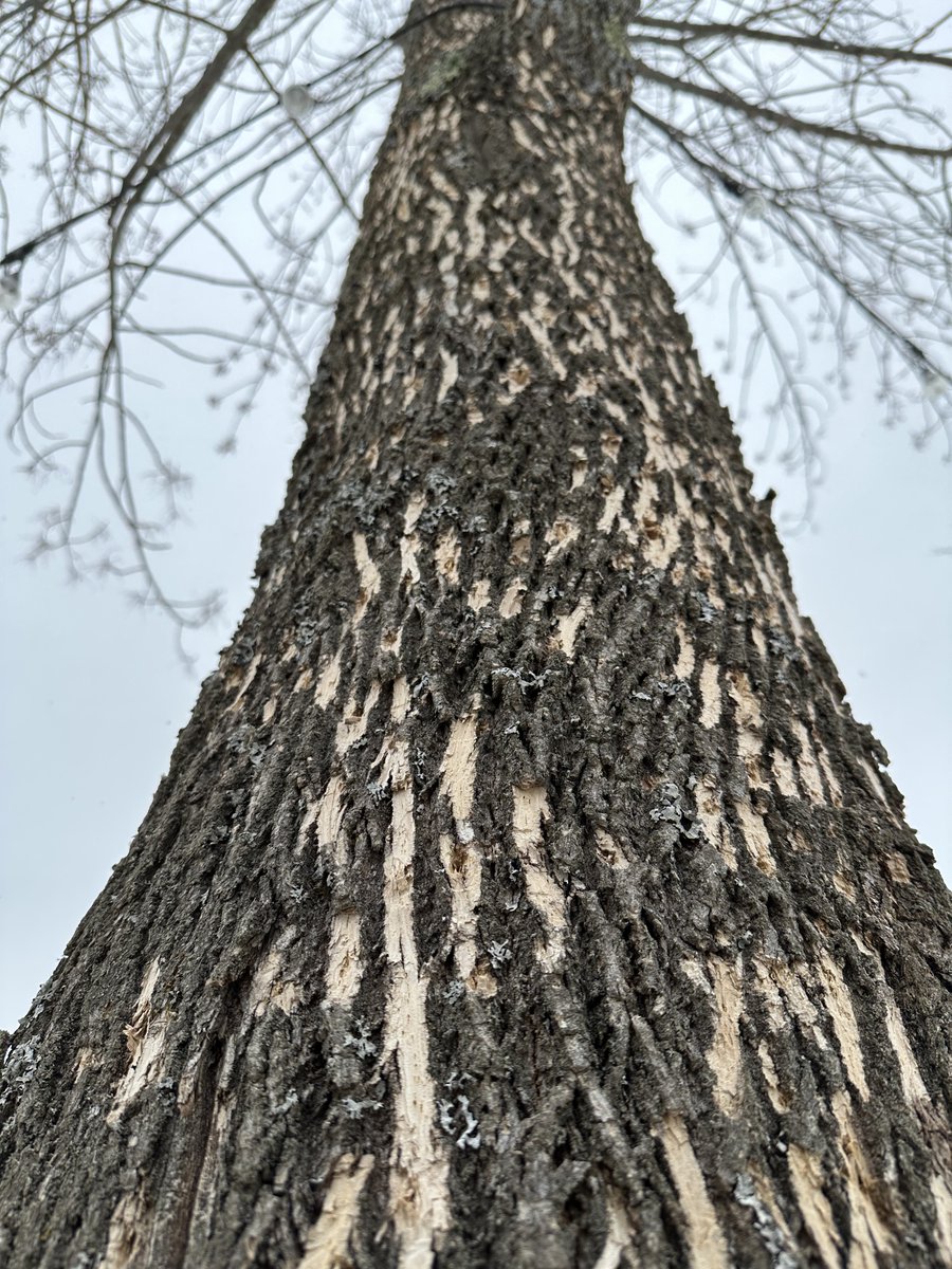 Jcole721's tweet photo. Its larvae burrow beneath the bark and feed on the layer just beneath it, severing the tree's circulation. An infested ash tree is generally dead within two to four years. The beetle is the endgame, and nationwide projections for ash die-off by 2050 run into the billions. https://t.co/vmDZOpVaCq