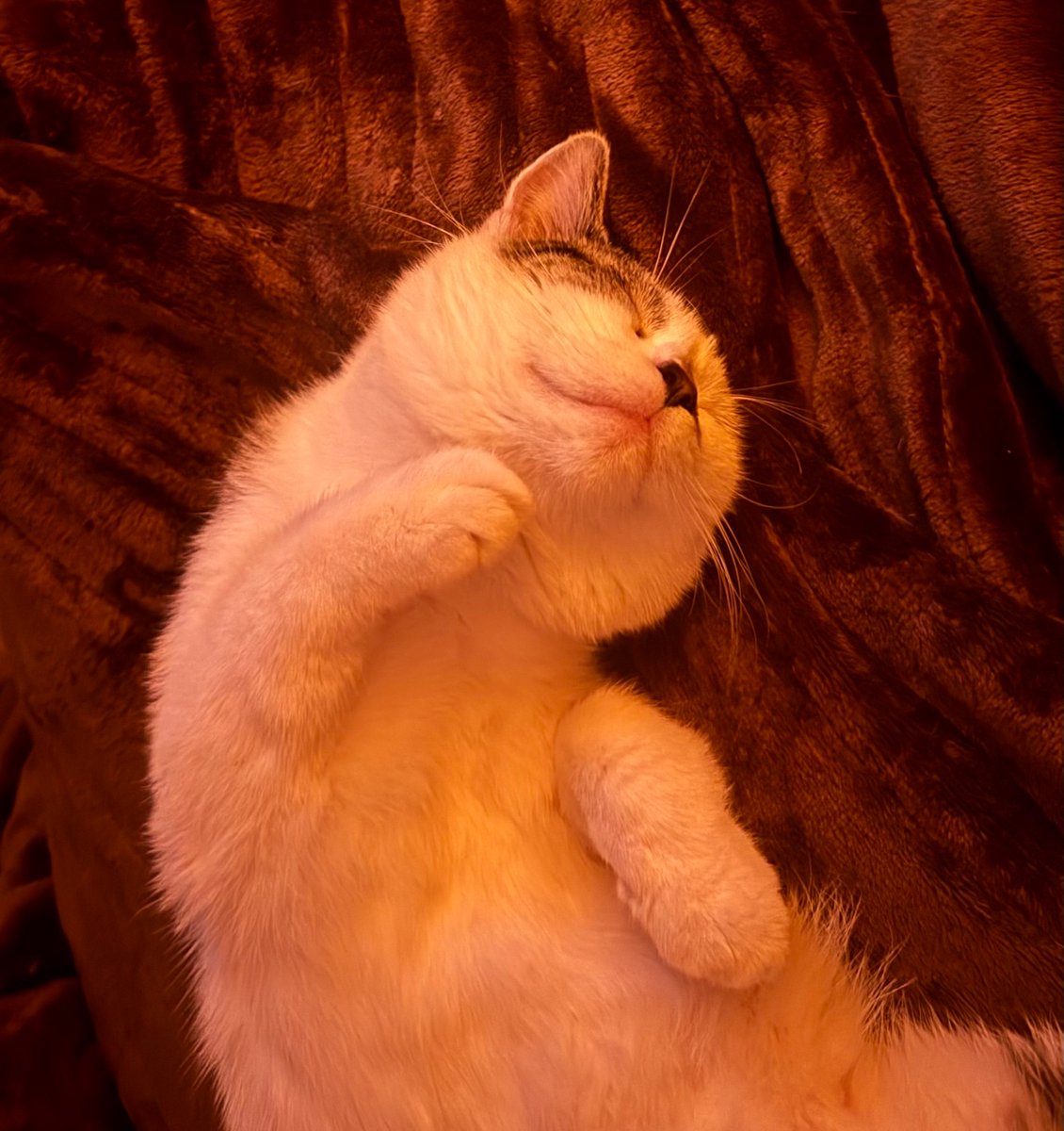 anglows's tweet photo. i’m missing my tiny girl so hard today https://t.co/fT28WGeUnG