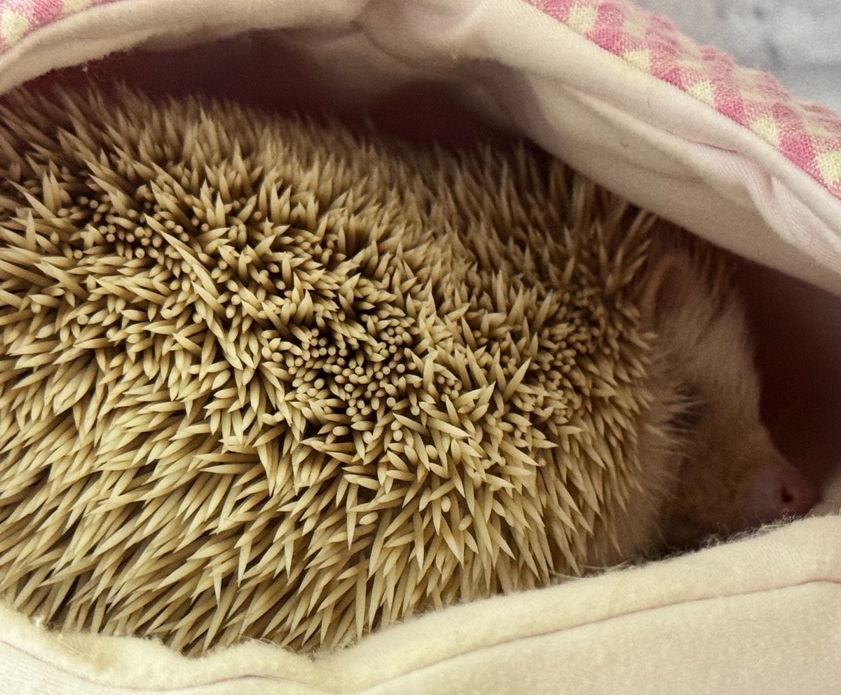 xxx0hitomi0xxx's tweet photo. おはようございまーす！
眠いよね。 https://t.co/J52OXgp9ir