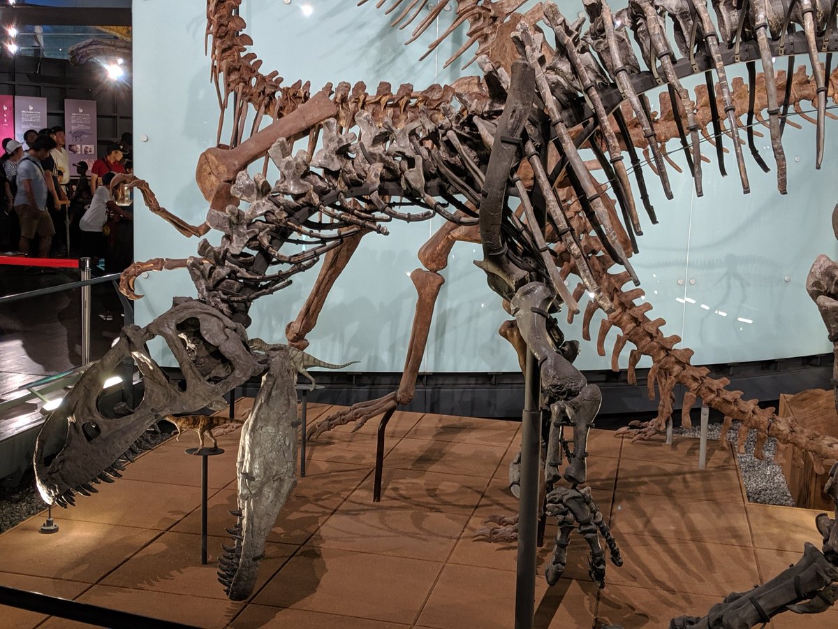 KJpdino7000's tweet photo. #金曜日だから化石貼る
#FossilFriday
#FPDM のアロサウルス。この実物の全身骨格は2015年に博物館が2億7000万円で購入したものだそうです。 https://t.co/r5xdnemDgs