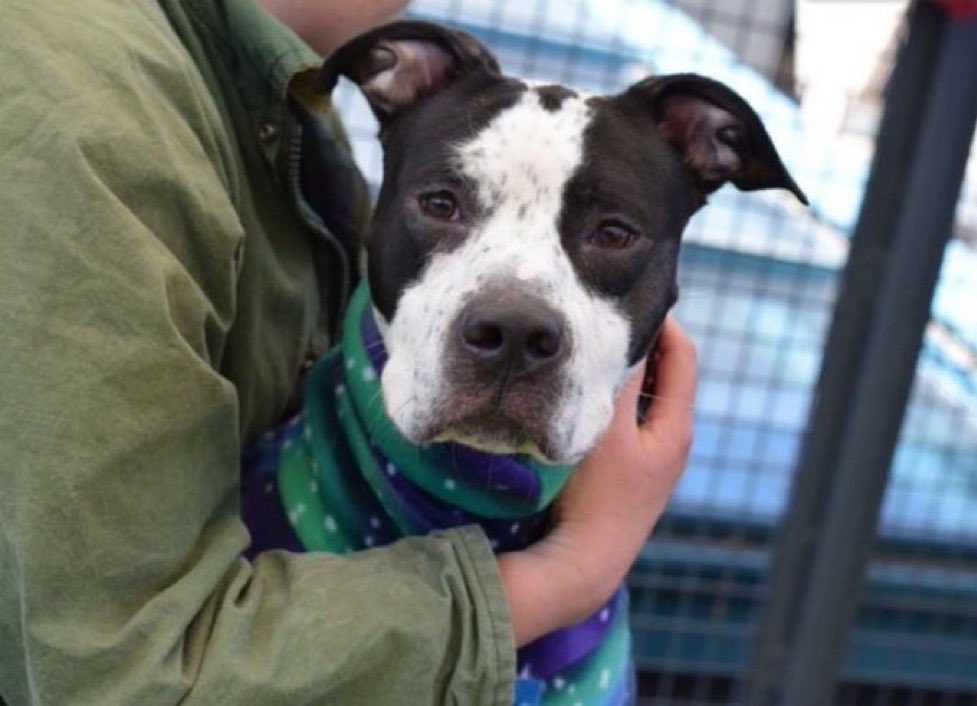 MoishesMom's tweet photo. It’s getting worse every day…the killing continues, it’s ramped up and these beautiful innocent pups were all betrayed by their humans who either surrendered them or let them go stray into the streets of NYC and so they end up in a municipal kill pound funded by grants and tax payers money, municipal culling of the unwanted that’s a national crisis. And the only victims are these beautiful healthy pups you see every night.
You can see their pain, their grief, their utter confusion as to why, why are they imprisoned in this house of death where loud sounds, barking, whimpering…sheer terror that is all around and everlastingly present. And if they arrived scared, they decline into terrified, stressed, anxious beings who sink further into the category of the kill listed.
The pups who lost their lives today in the city that never sleeps…the Capital of Strays, were Baby Beluga, Bayne, Oley & Yuma. Take a good hard look at their expression, their eyes…it is the look of being unloved, unwanted & discarded. This is what humans do to the most loyal beings on earth.
Remember us better than we are….
No one came….