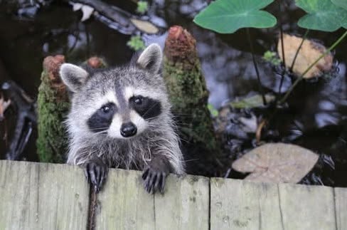 PaulJerard's tweet photo. Hi Folks! 🤣 Rocky here, and I wish you a Happy Tostada Thursday! To be honest, I don't cook much, but I love to eat and Danny's 🫏 working the grill. It's Tostada Heaven and a Grilled Corn on the Cob 🌽 Night.
~ Love, Rocky 💕 https://t.co/FGwn2FORXV