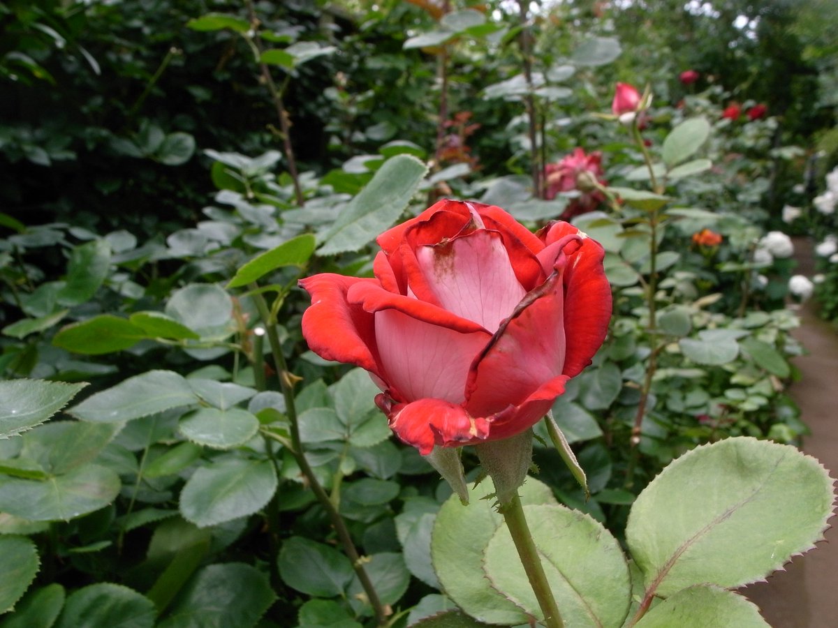 CDI881's tweet photo. やぁ❗❗|ω・｀)ﾉ ﾔｧ🌹

#バラ
#薔薇
#横浜イングリッシュガーデン
#GRD2 https://t.co/7k8azSm4np